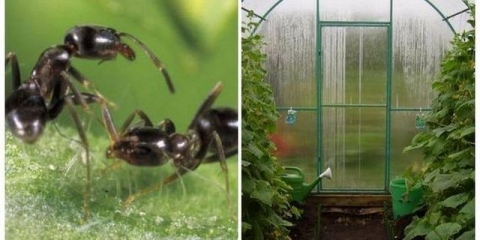 Mravi u stakleniku - kako ih se riješiti